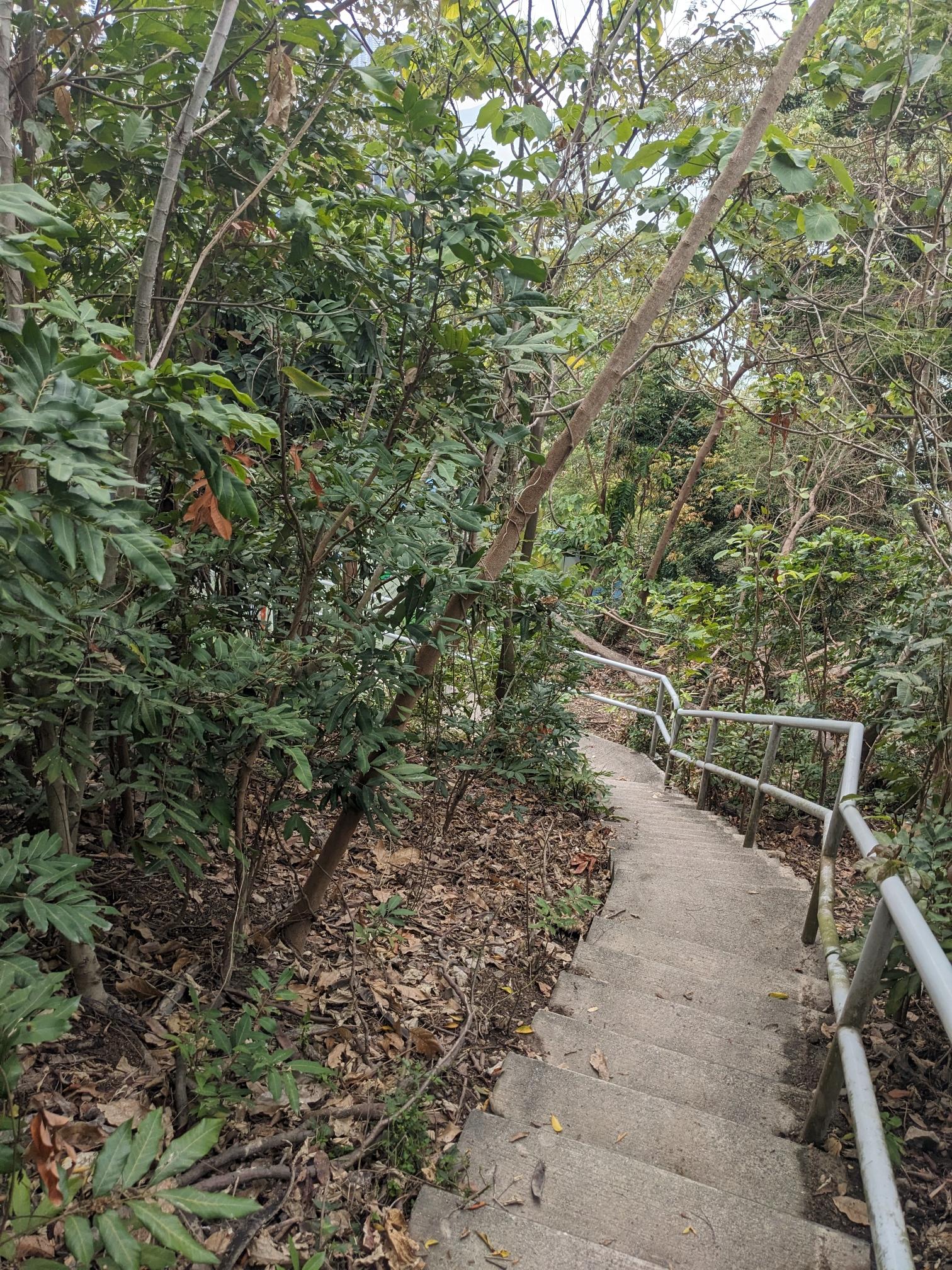 Stairs through nature. Stairs through nature.