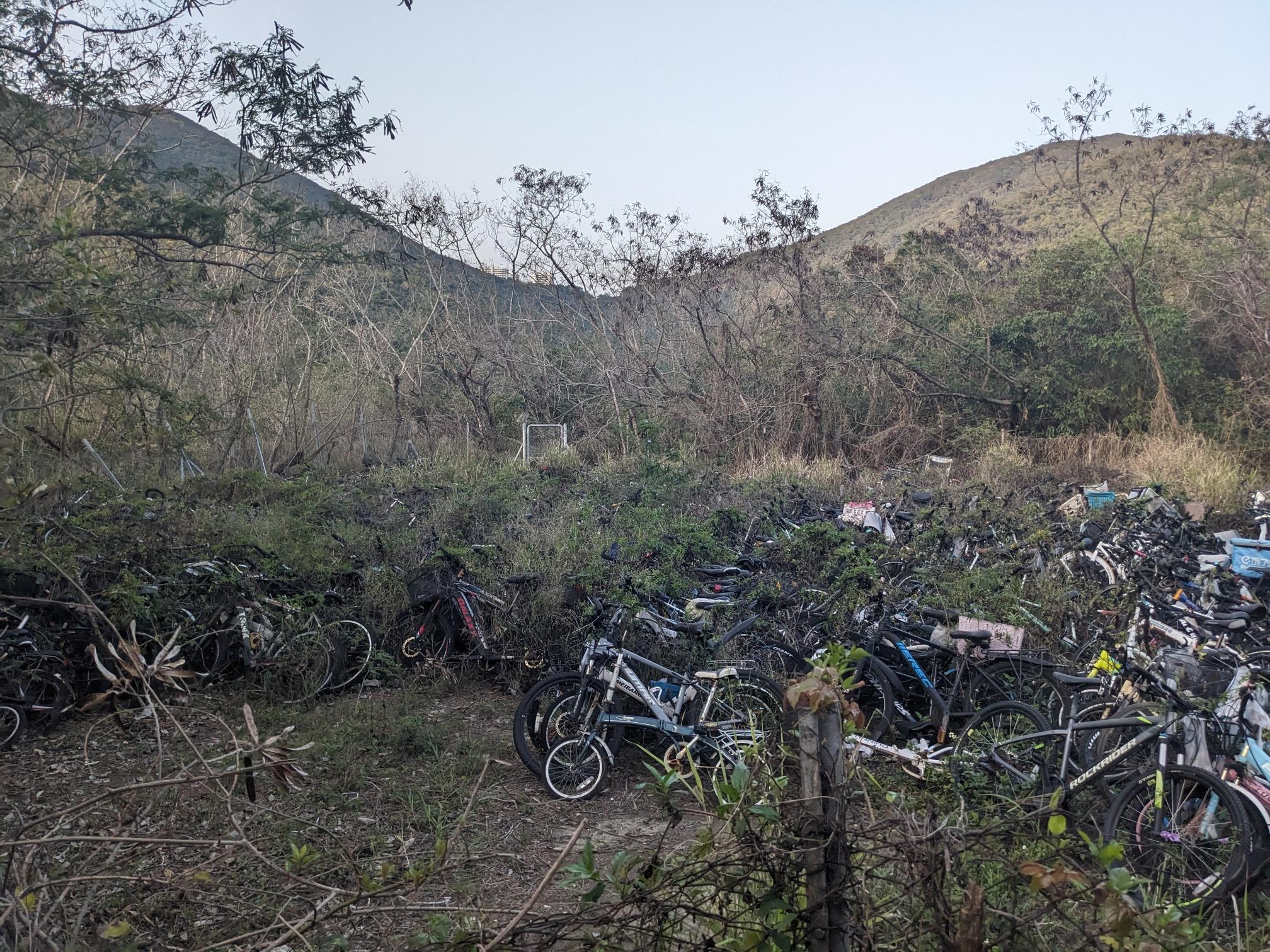 Dozens of overgrown bikes. Dozens of overgrown bikes.