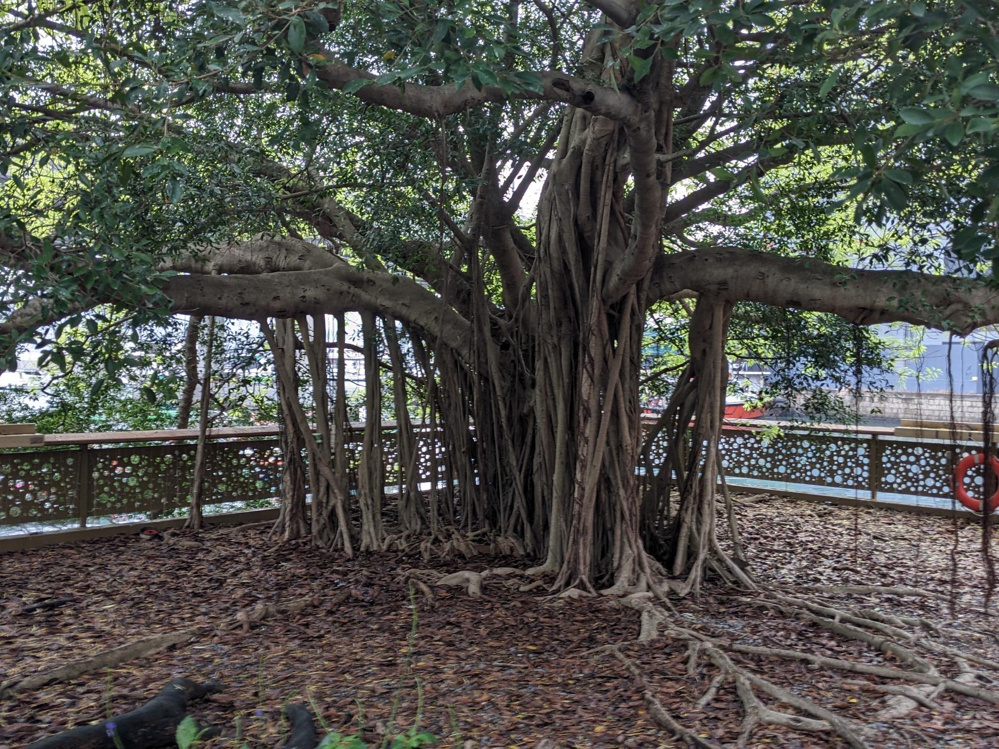 All photos show trees with air roots that grew back into the ground.