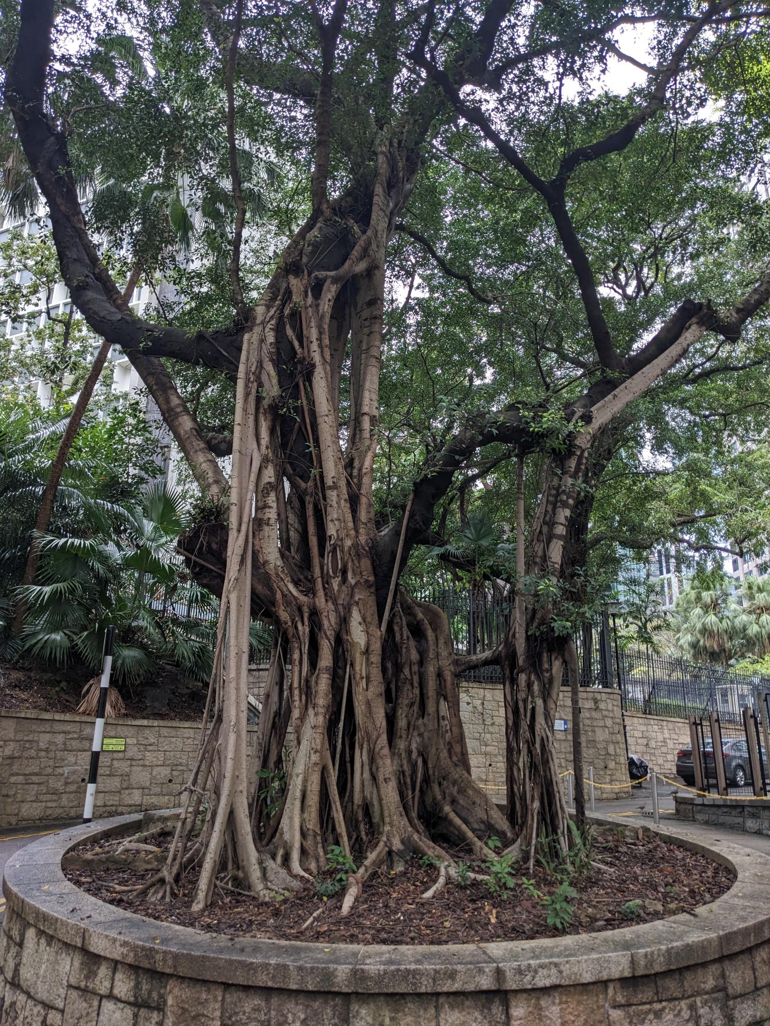 All photos show trees with air roots that grew back into the ground. All photos show trees with air roots that grew back into the ground.