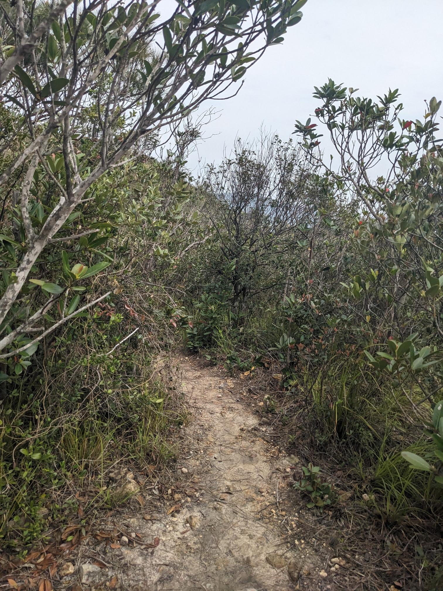 A sandy path through shrubs. A sandy path through shrubs.