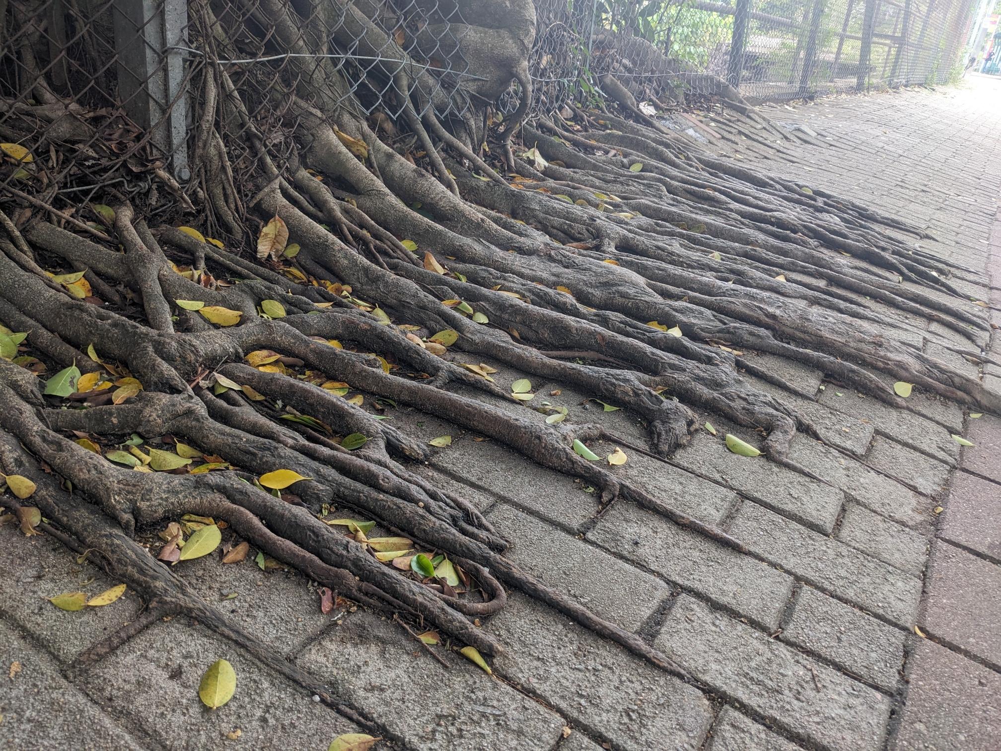 Roots are growing along the cracks of a paved sidewalk. Roots are growing along the cracks of a paved sidewalk.