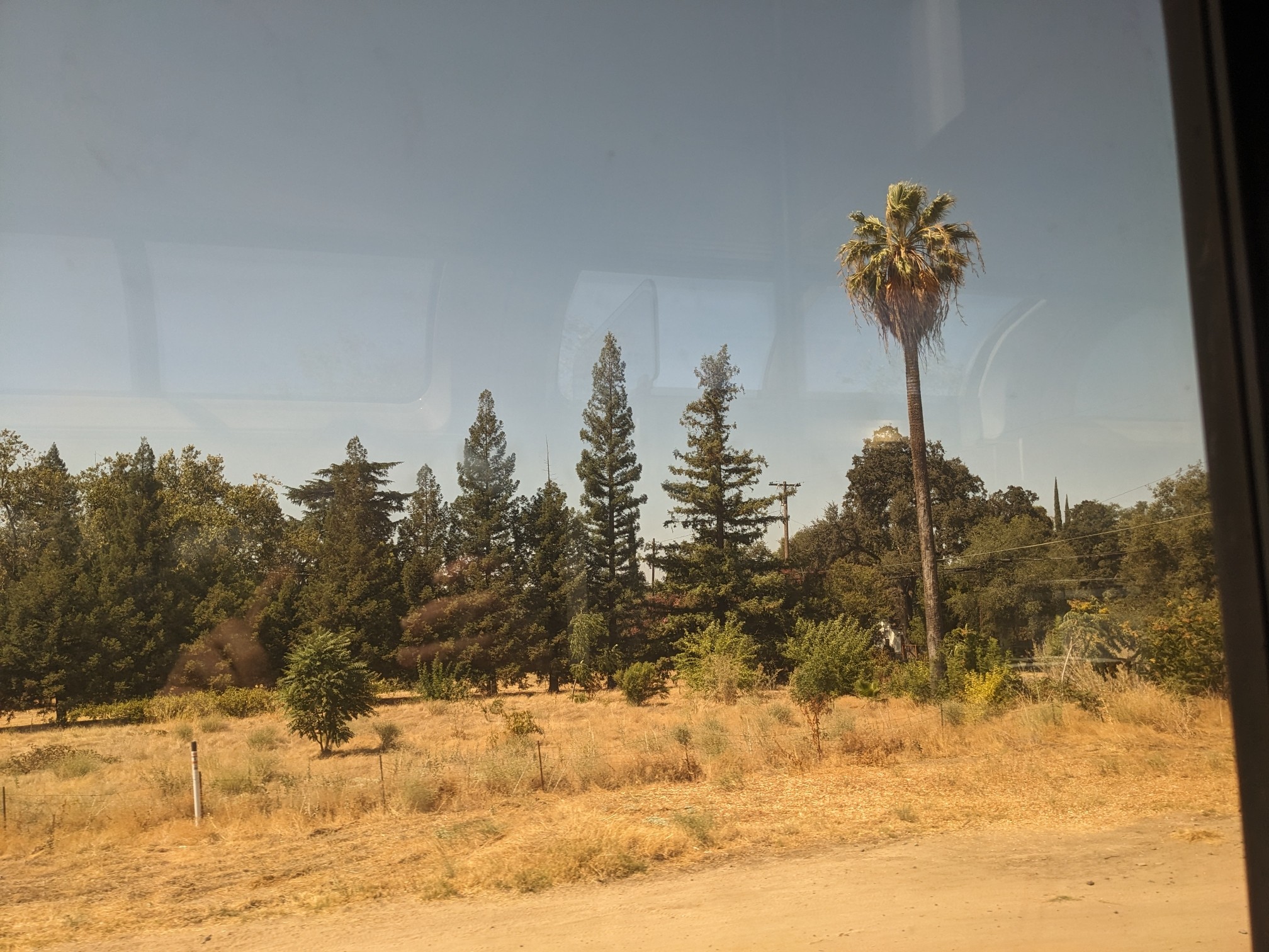 A palm tree among other trees, in a relatively flat landscape.